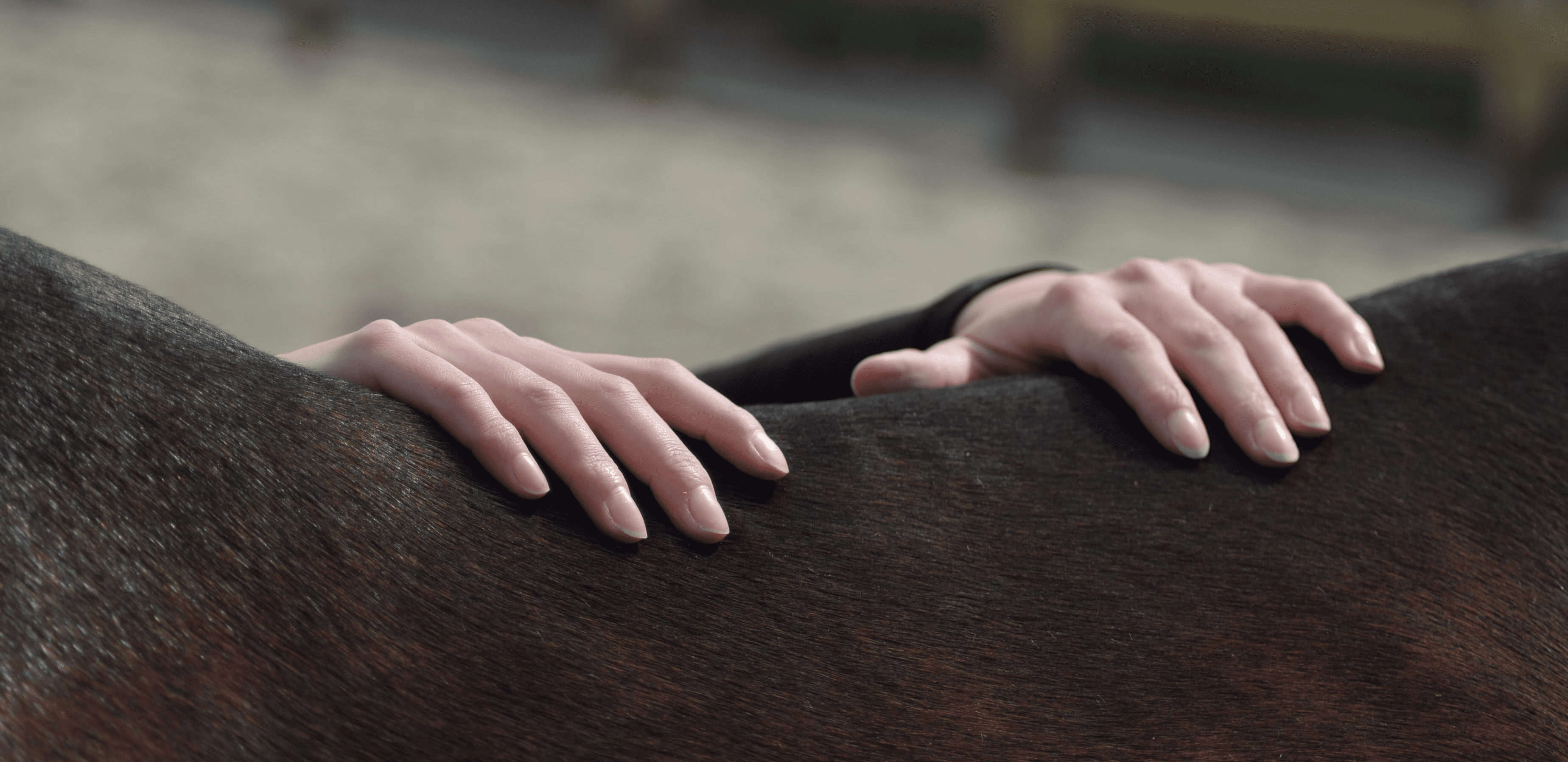 Palpation sur le dos d’un cheval avec les mains